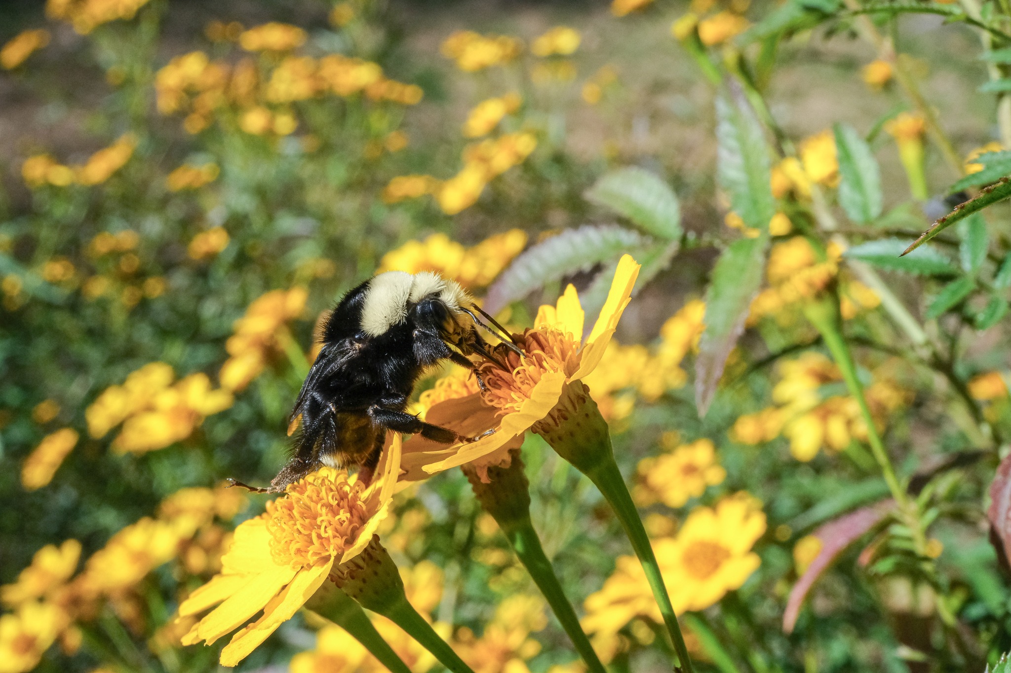 474565779_10170455512745580_3937150403106263575_n